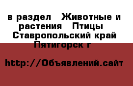  в раздел : Животные и растения » Птицы . Ставропольский край,Пятигорск г.